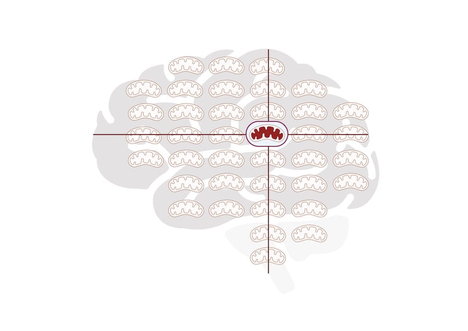 Schematic of brain iwith superimposed mitochondria. Albayram's team discovered a neuroprotective response in which damaged mitochondria are vacuumed up at the time of brain injury and beyond.