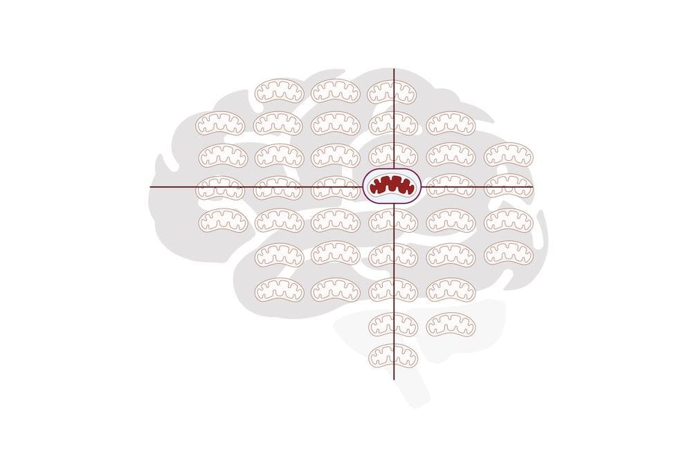 Schematic of brain iwith superimposed mitochondria. Albayram's team discovered a neuroprotective response in which damaged mitochondria are vacuumed up at the time of brain injury and beyond.
